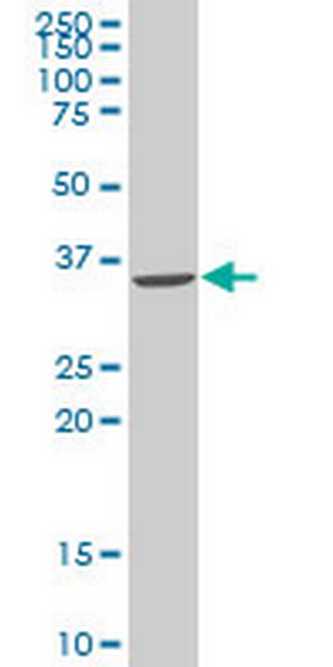 SNAI2 Antibody in Western Blot (WB)