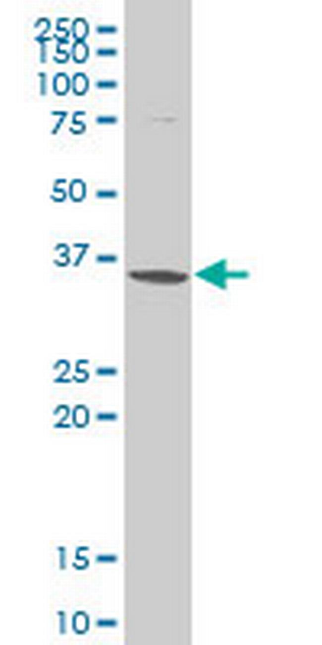 SNAI2 Antibody in Western Blot (WB)