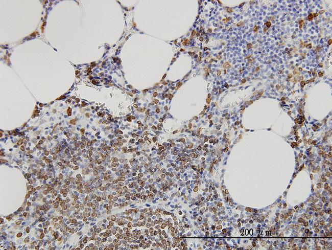 SMPD2 Antibody in Immunohistochemistry (Paraffin) (IHC (P))