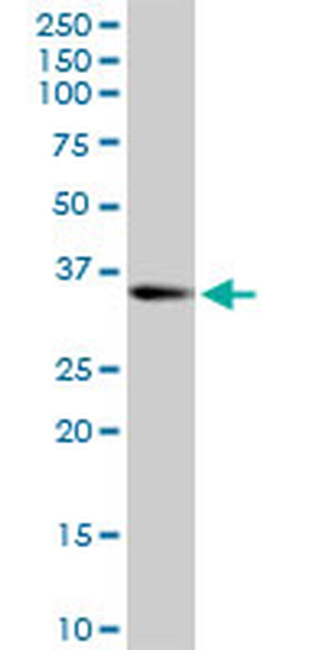 SOX2 Antibody in Western Blot (WB)