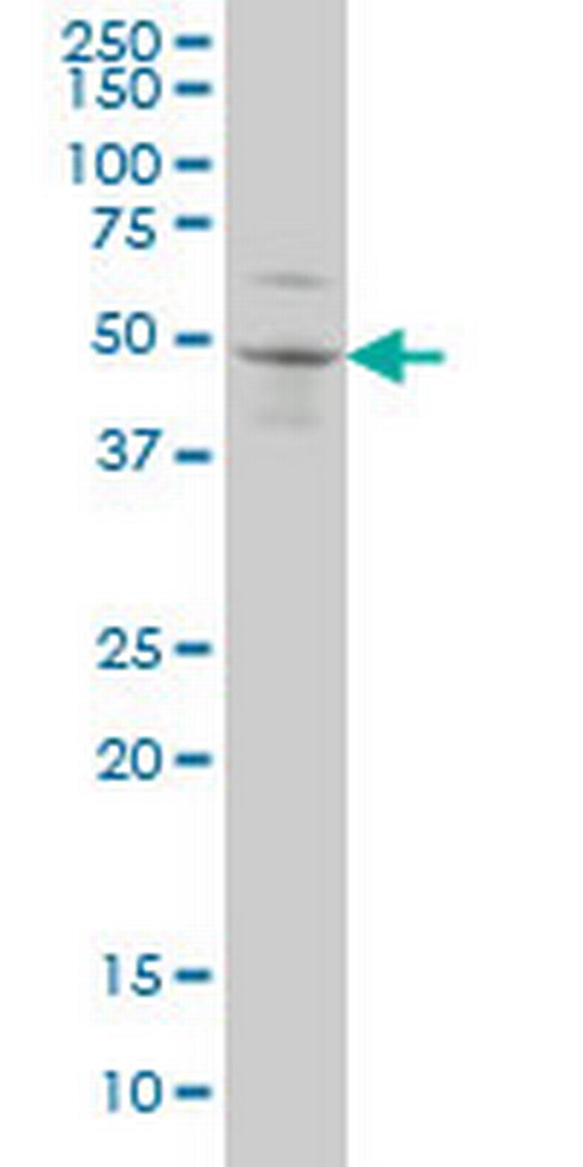 SOX3 Antibody in Western Blot (WB)