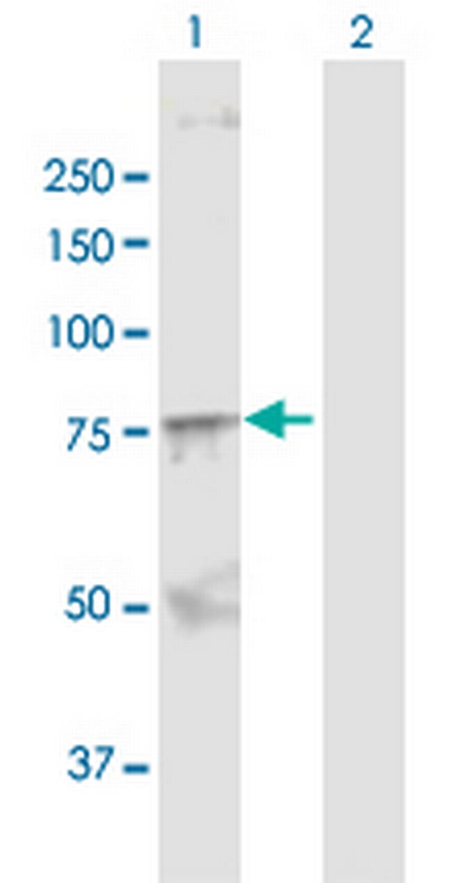 SOX9 Antibody in Western Blot (WB)