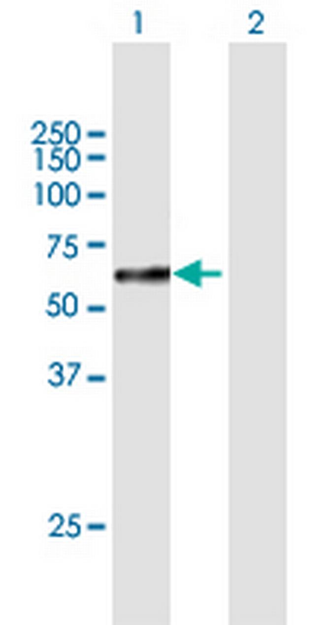 SOX10 Antibody in Western Blot (WB)