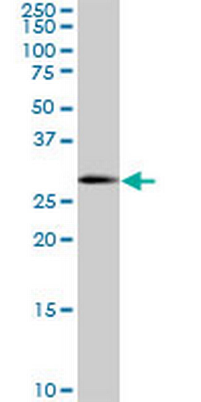 SOX15 Antibody in Western Blot (WB)