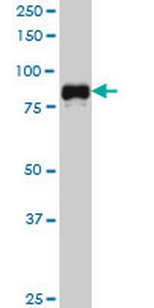 SP1 Antibody in Western Blot (WB)