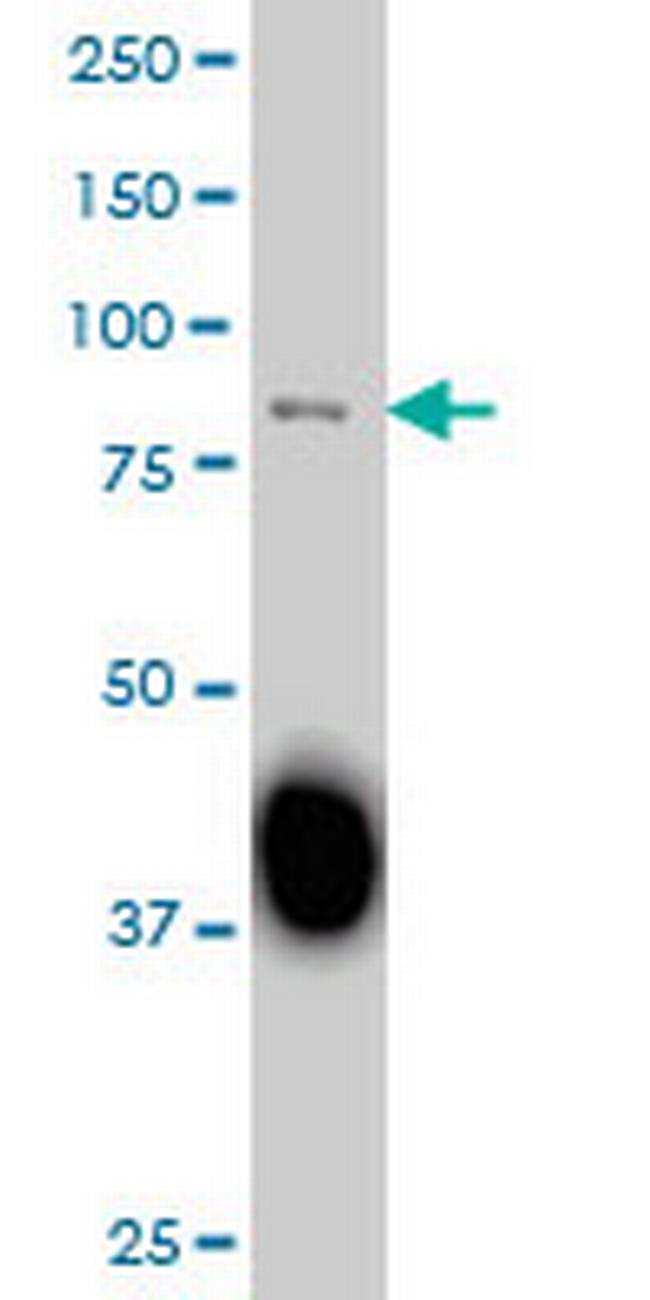 SP3 Antibody in Western Blot (WB)