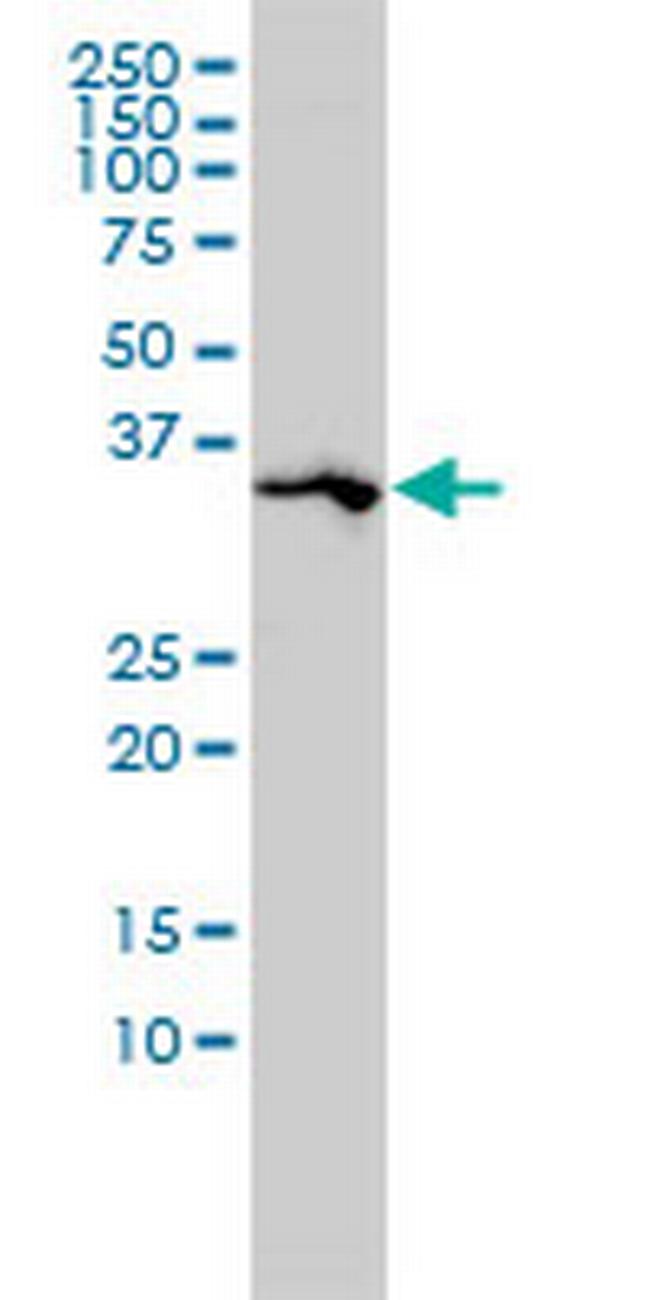 SPARC Antibody in Western Blot (WB)