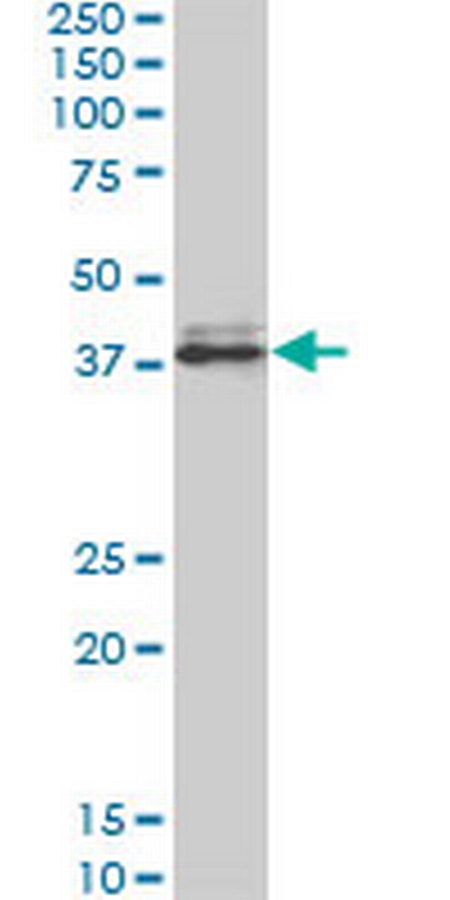 SPP1 Antibody in Western Blot (WB)