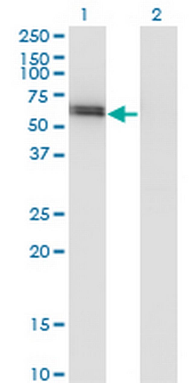 SPP1 Antibody in Western Blot (WB)