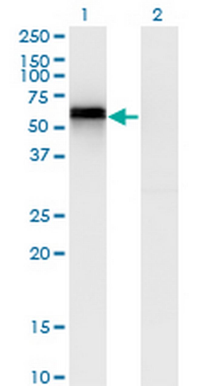 SPP1 Antibody in Western Blot (WB)