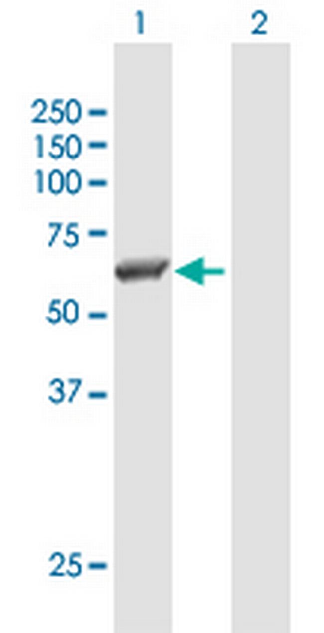 SRC Antibody in Western Blot (WB)