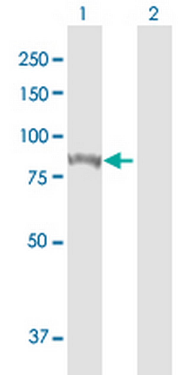 STAT1 Antibody in Western Blot (WB)