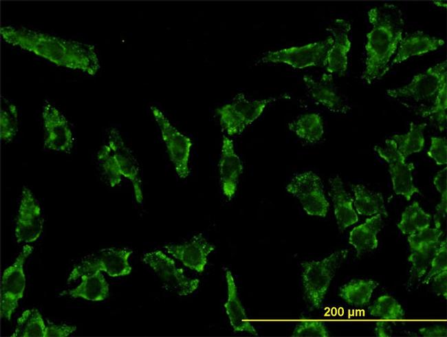 STAT3 Antibody in Immunocytochemistry (ICC/IF)