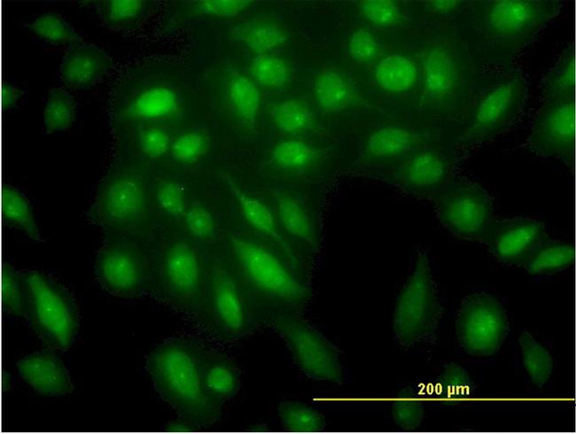 STK4 Antibody in Immunocytochemistry (ICC/IF)