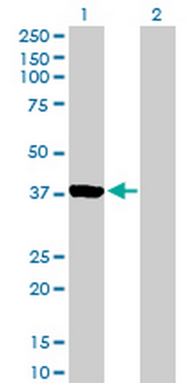 AURKC Antibody in Western Blot (WB)