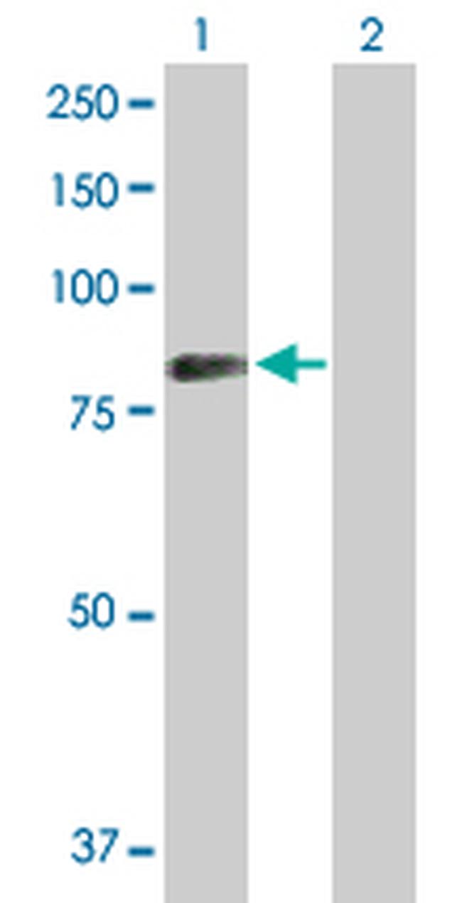 SYK Antibody in Western Blot (WB)