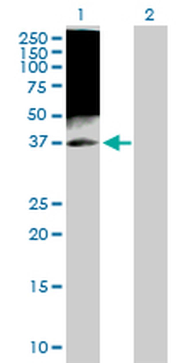 TAF7 Antibody in Western Blot (WB)