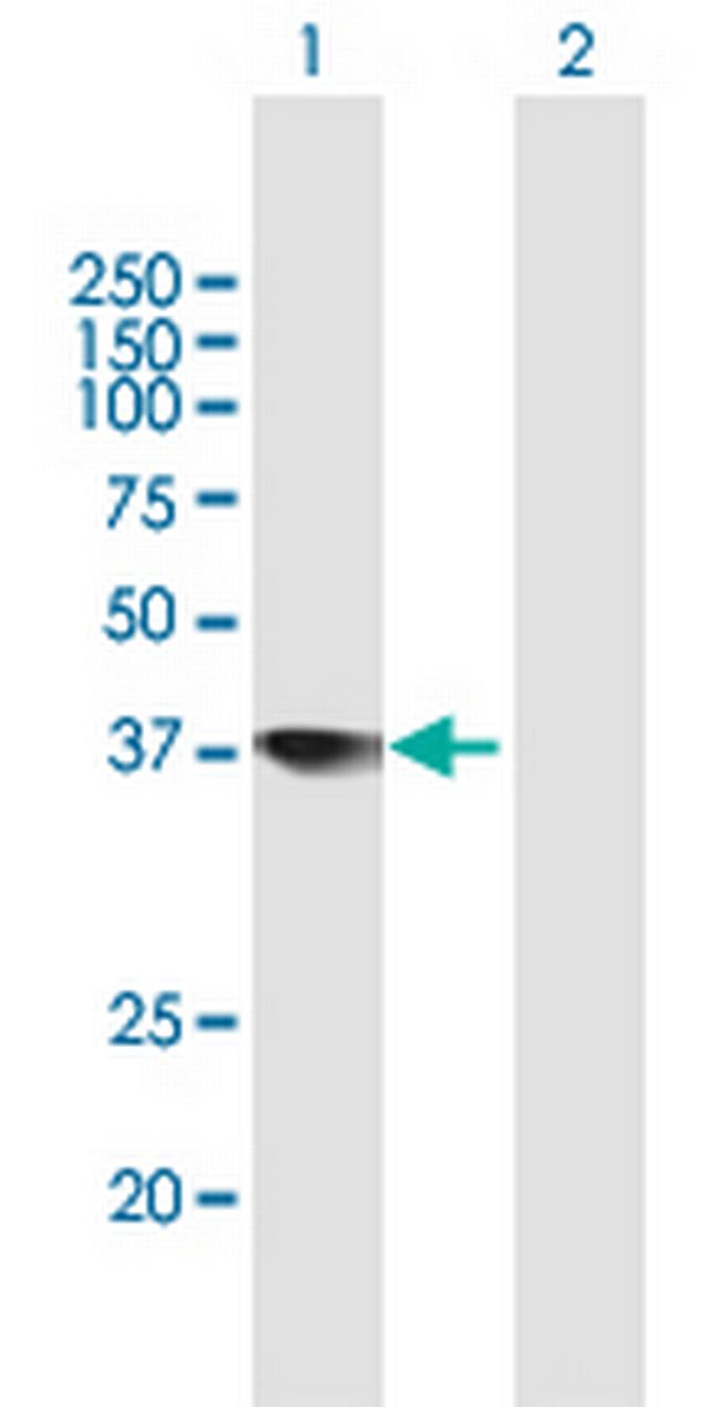 TCEA2 Antibody in Western Blot (WB)