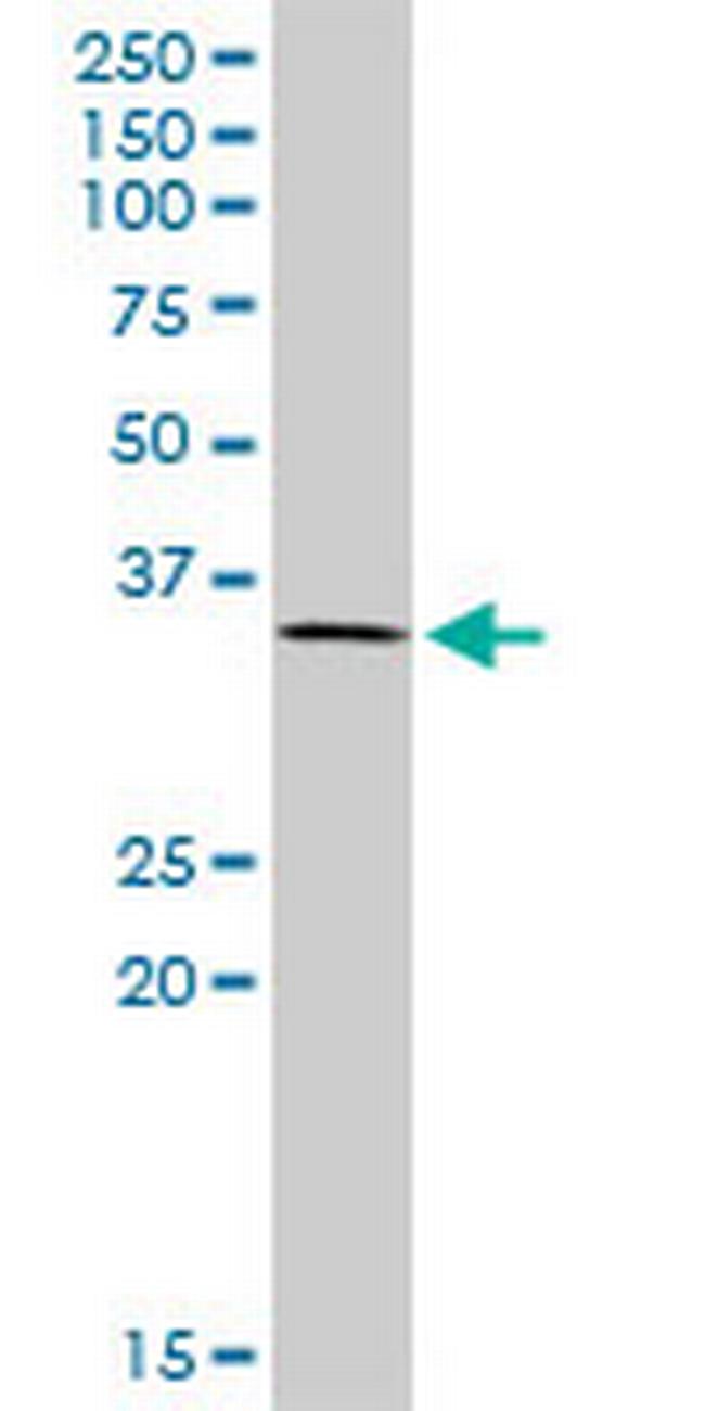 TCEA2 Antibody in Western Blot (WB)