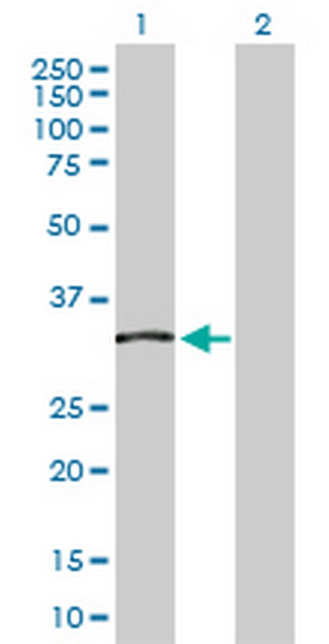 TCEA2 Antibody in Western Blot (WB)