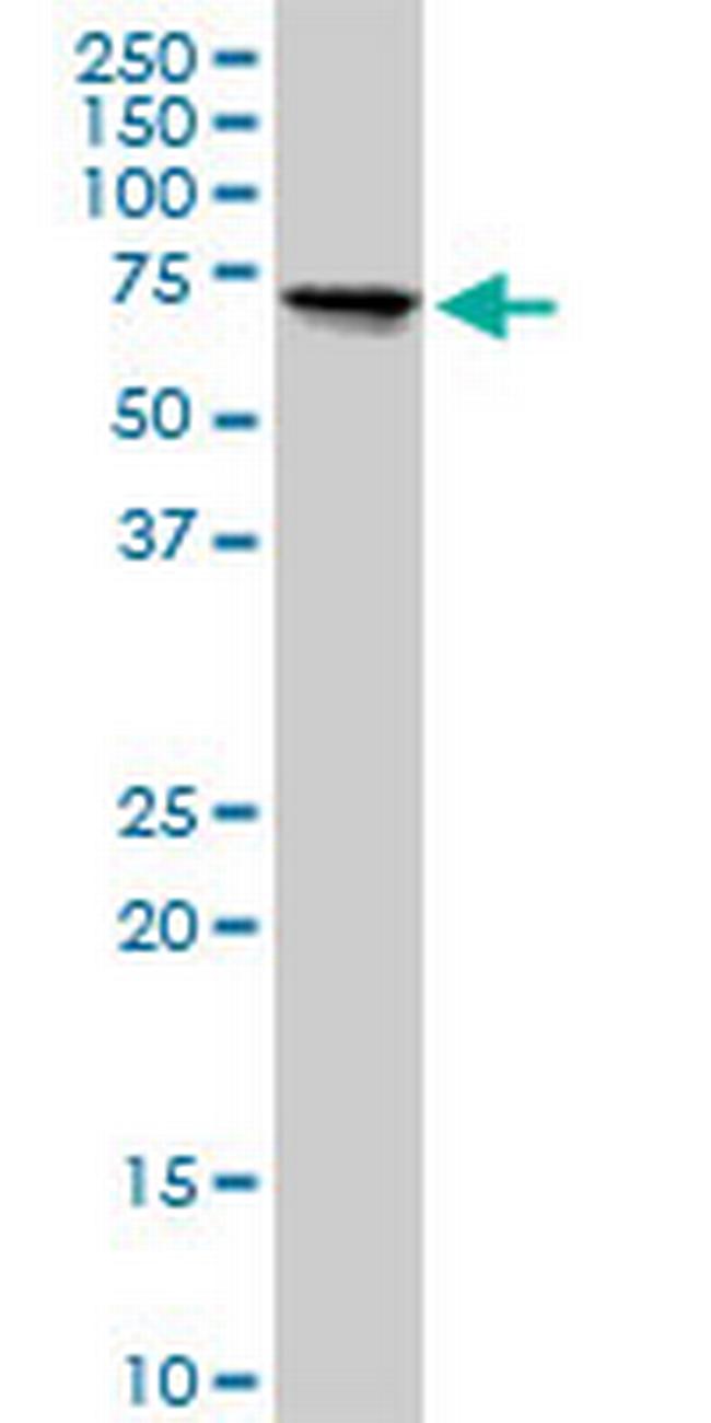 TGFBI Antibody in Western Blot (WB)