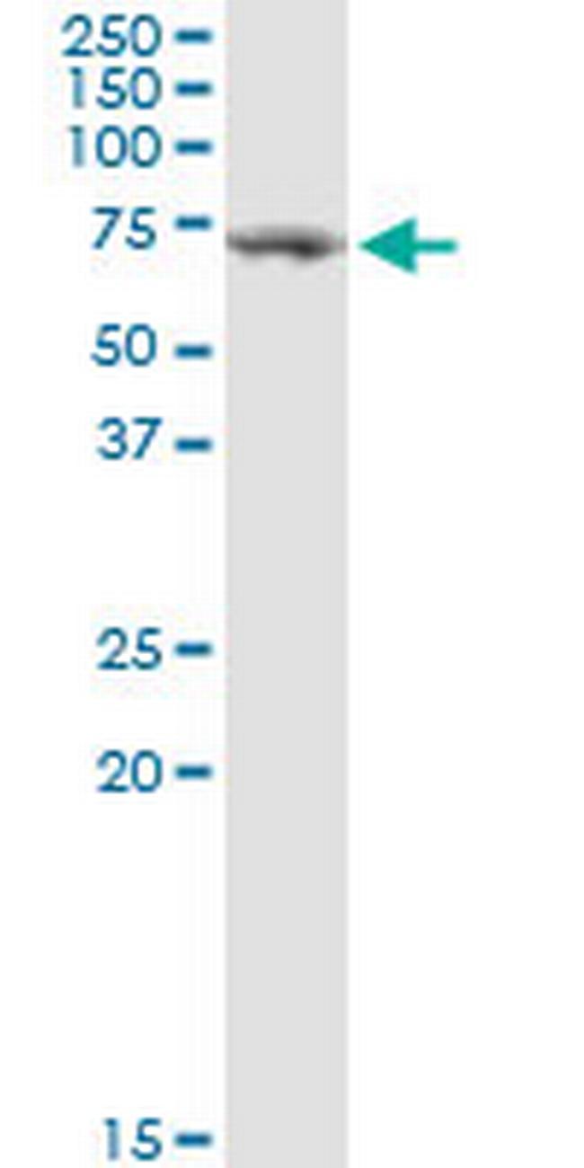 TGFBI Antibody in Western Blot (WB)