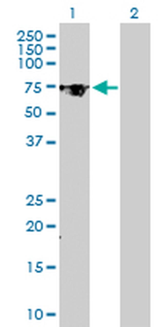 TGM2 Antibody in Western Blot (WB)