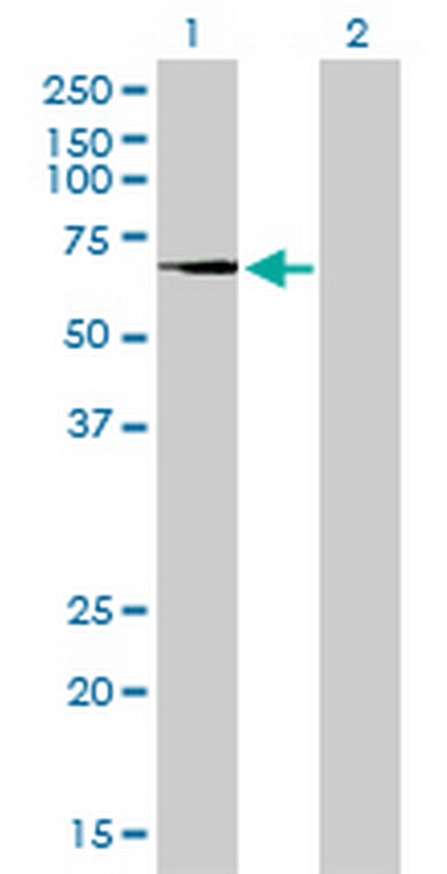 TGM2 Antibody in Western Blot (WB)