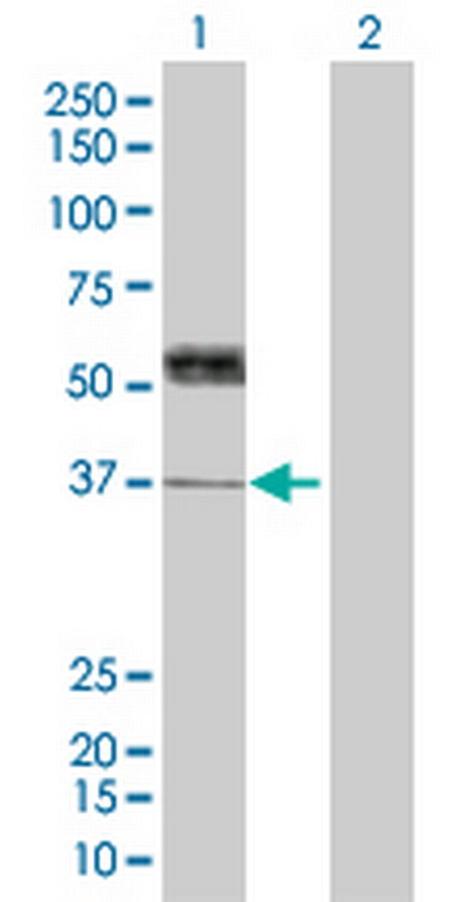 THPO Antibody in Western Blot (WB)