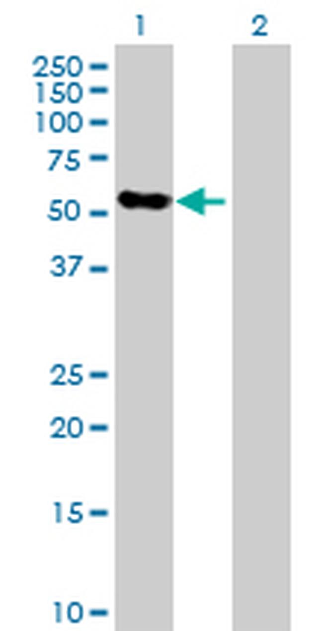 THPO Antibody in Western Blot (WB)