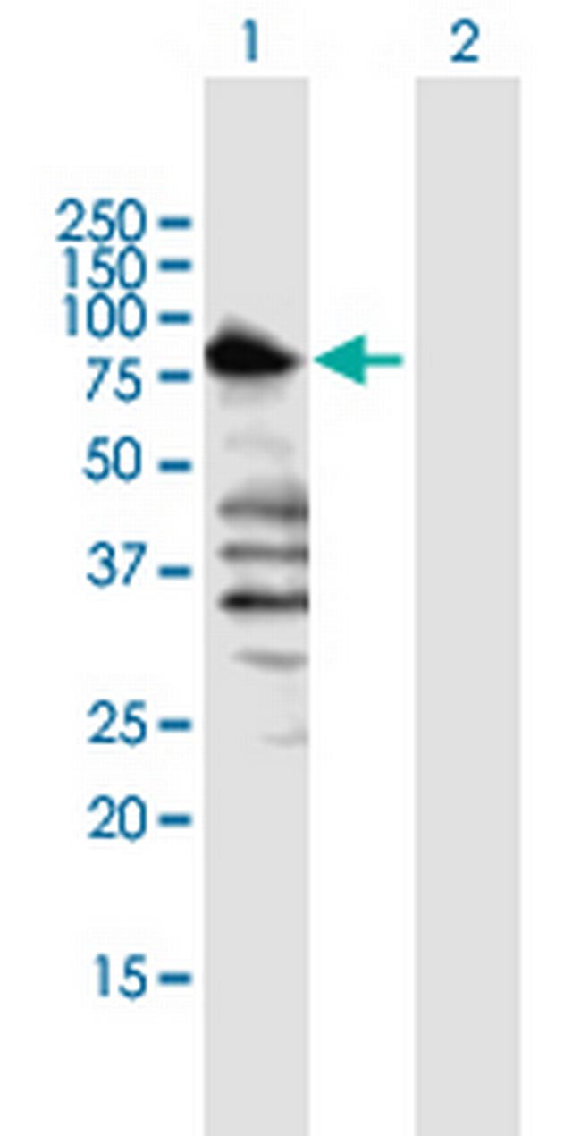 TLE1 Antibody in Western Blot (WB)