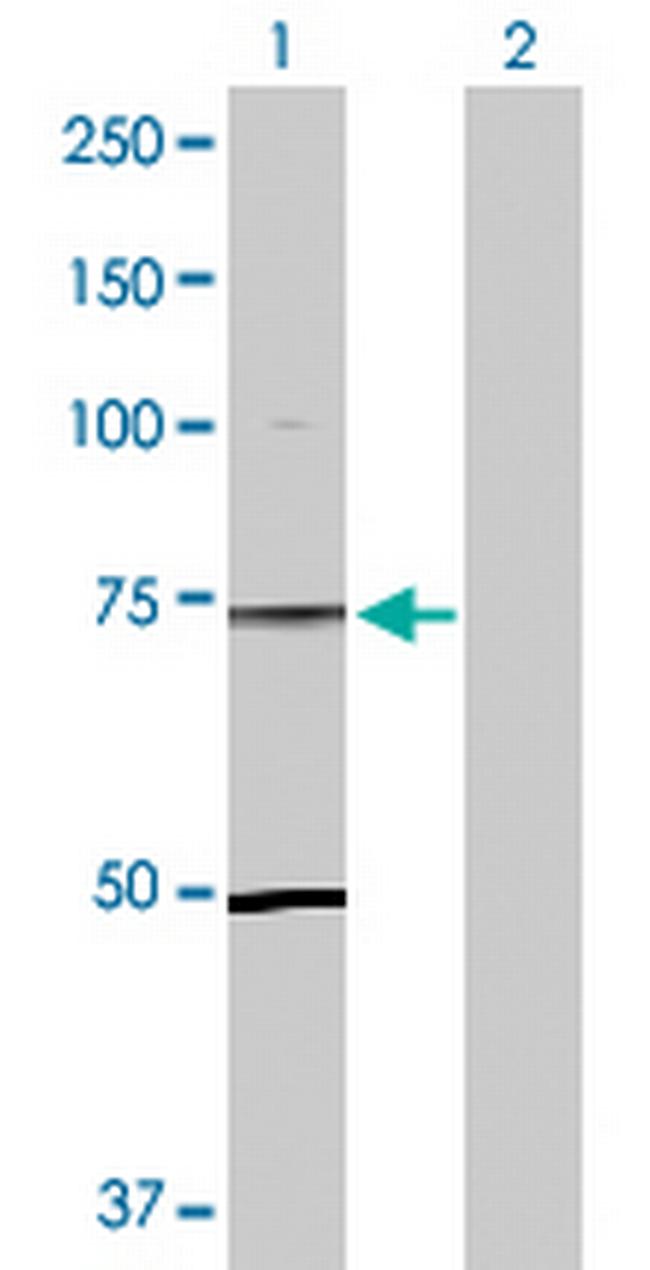 TLE1 Antibody in Western Blot (WB)