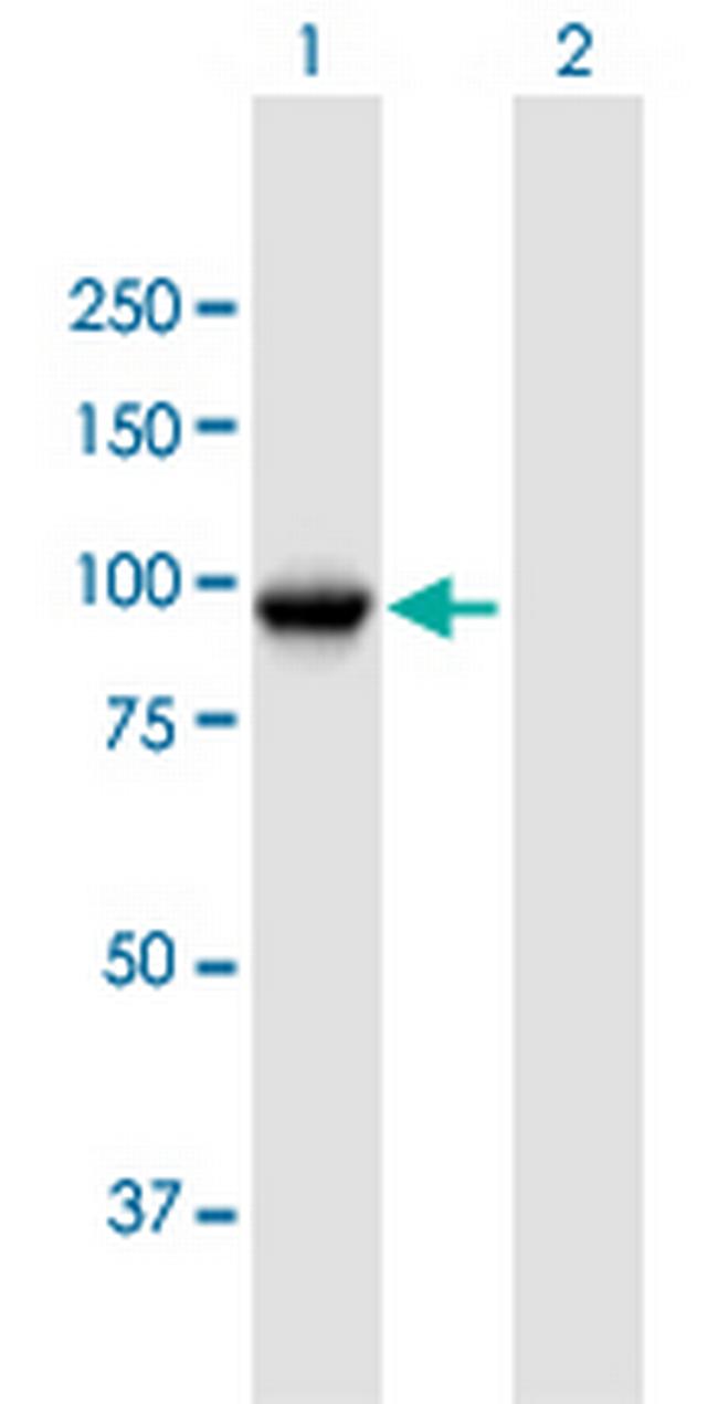 TLE3 Antibody in Western Blot (WB)