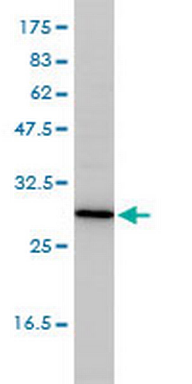 TPMT Antibody in Western Blot (WB)