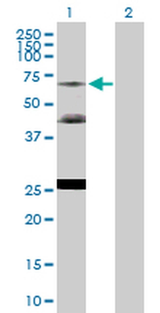 NR2C2 Antibody in Western Blot (WB)