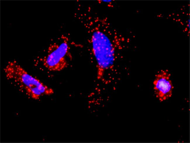 TRAF1 Antibody in Proximity Ligation Assay (PLA) (PLA)