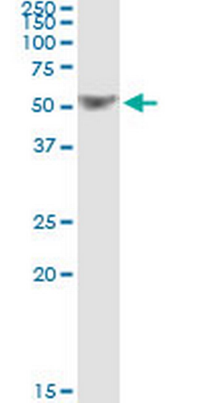 TRAF1 Antibody in Immunoprecipitation (IP)