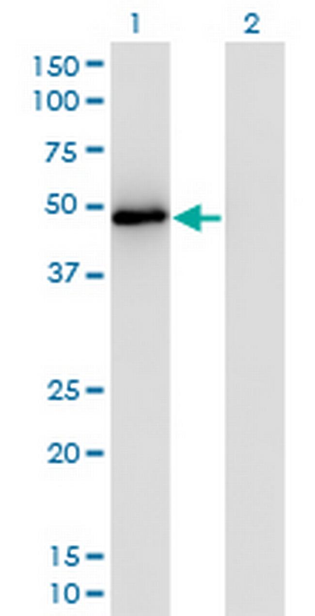 TRAF2 Antibody in Western Blot (WB)