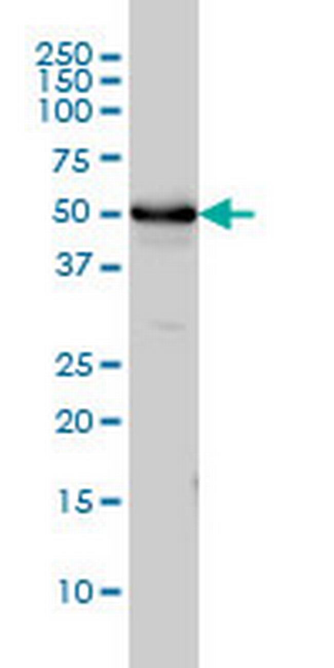 TUBA1 Antibody in Western Blot (WB)