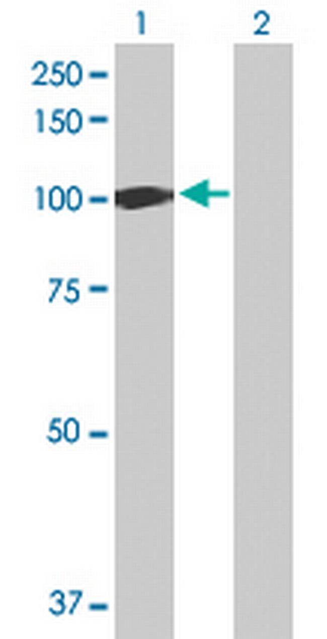 UBA7 Antibody in Western Blot (WB)