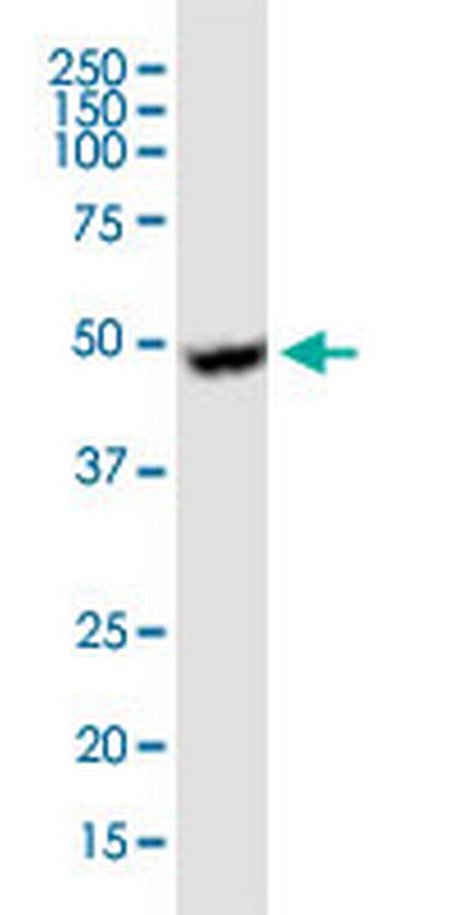 UGCG Antibody in Western Blot (WB)