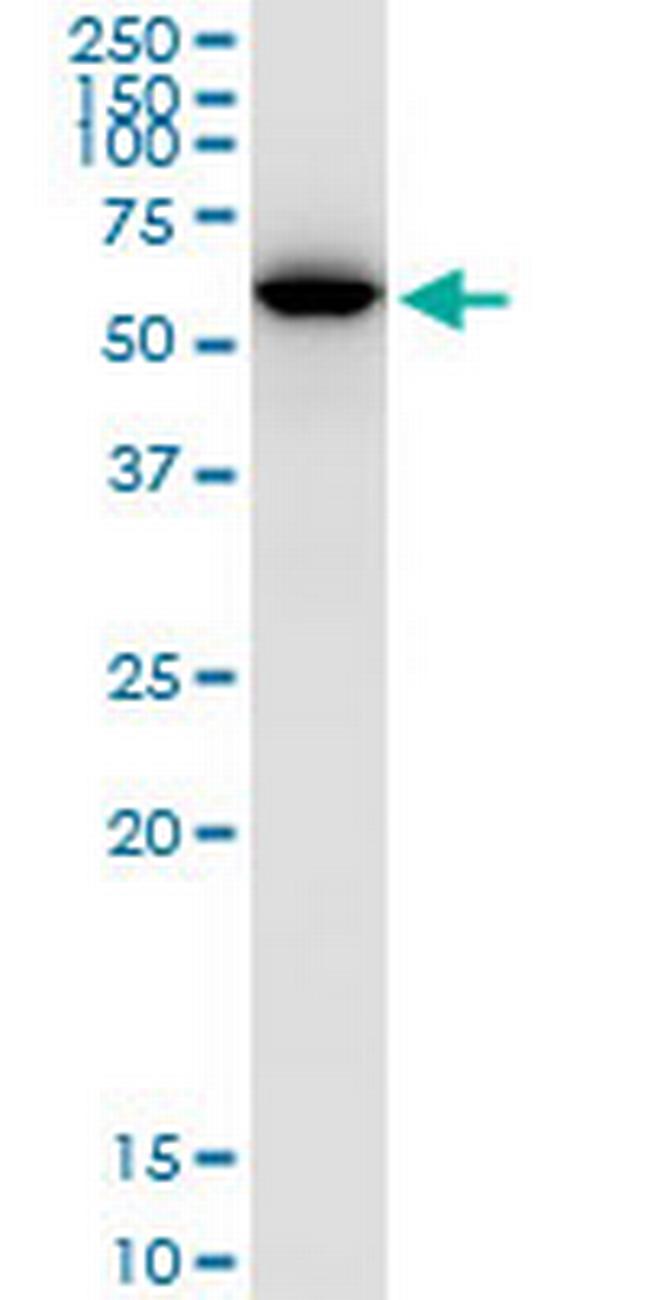 UGDH Antibody in Western Blot (WB)