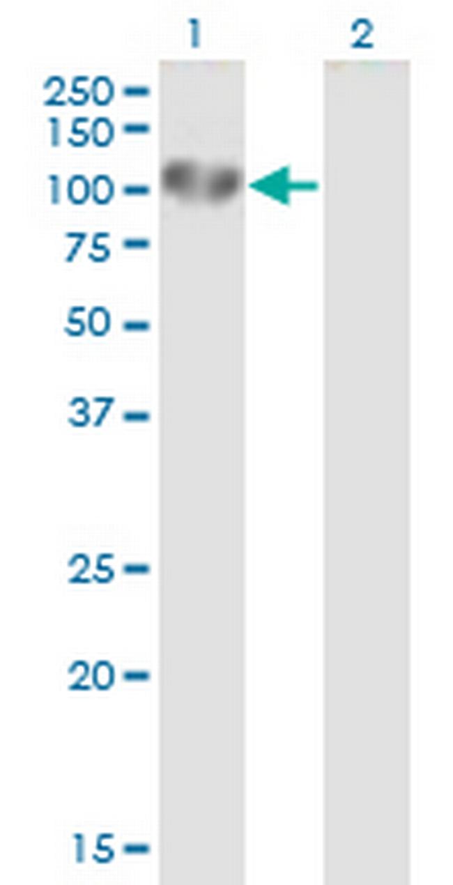 UVRAG Antibody in Western Blot (WB)