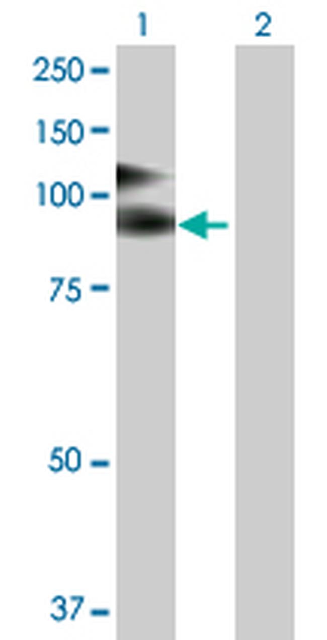 VCAM1 Antibody in Western Blot (WB)