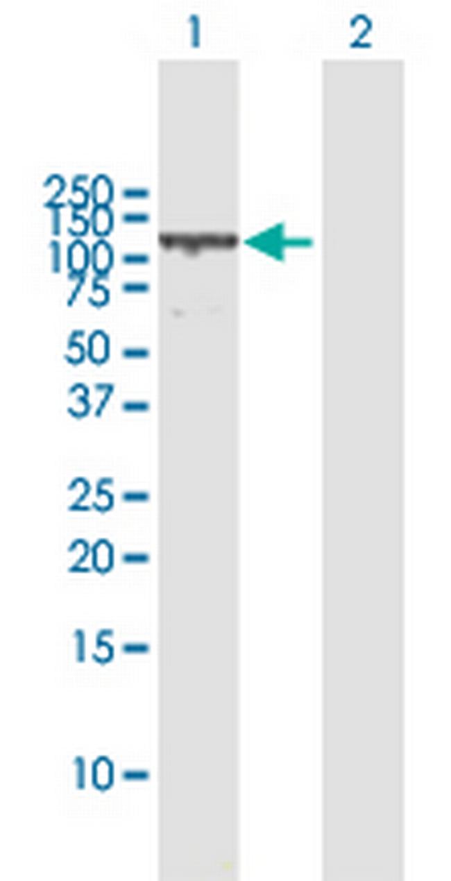 VCL Antibody in Western Blot (WB)