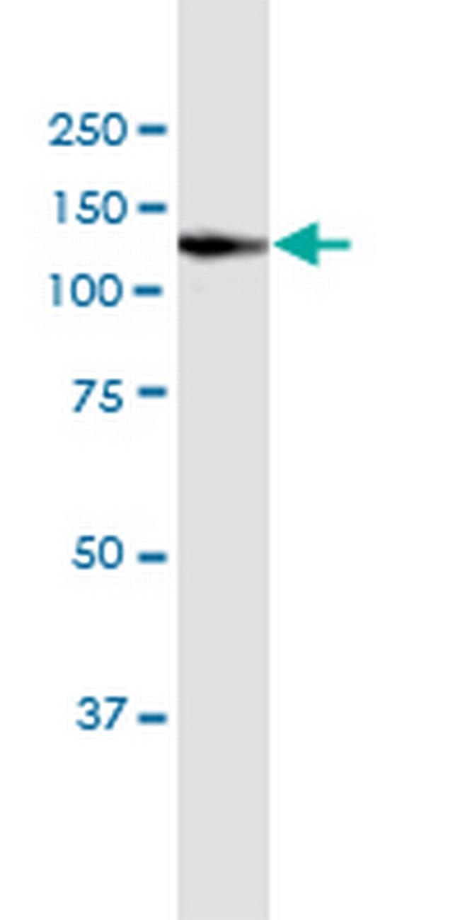 VCL Antibody in Western Blot (WB)