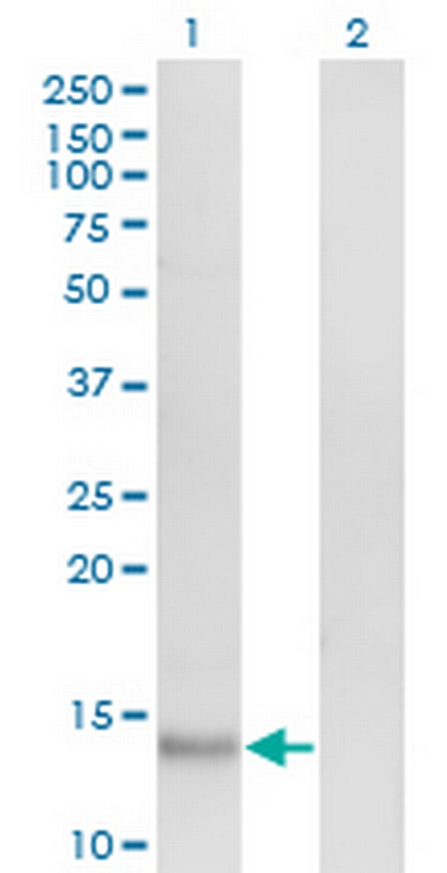 VEGF Antibody in Western Blot (WB)