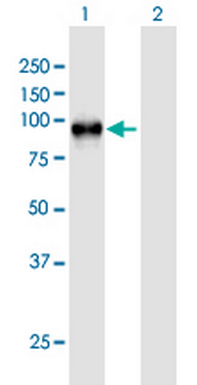 WEE1 Antibody in Western Blot (WB)