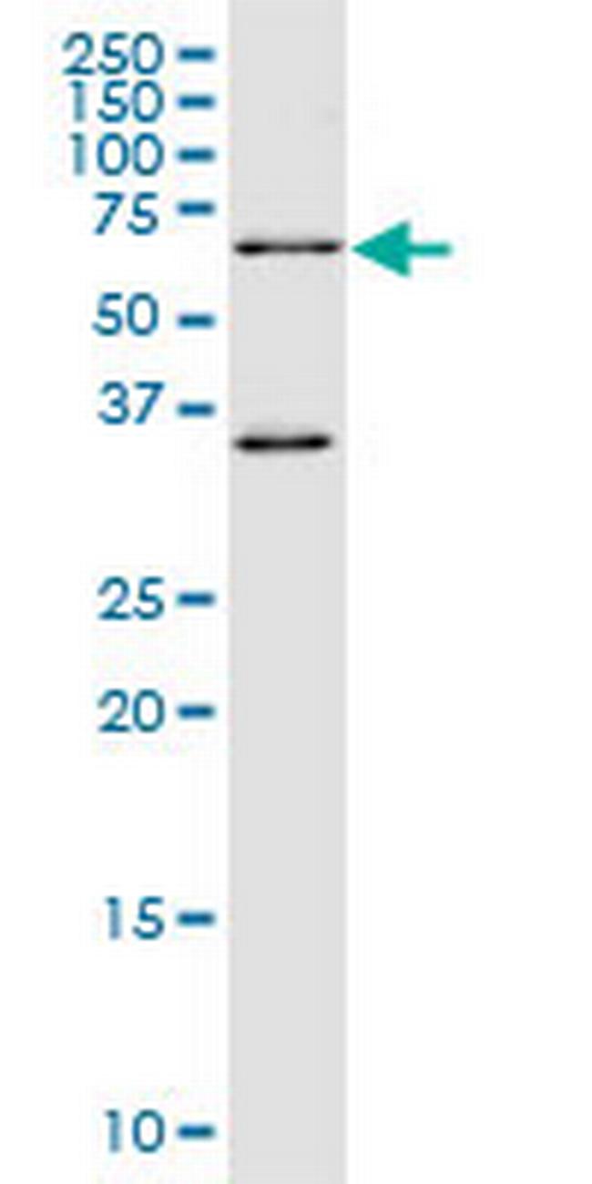 WEE1 Antibody in Western Blot (WB)