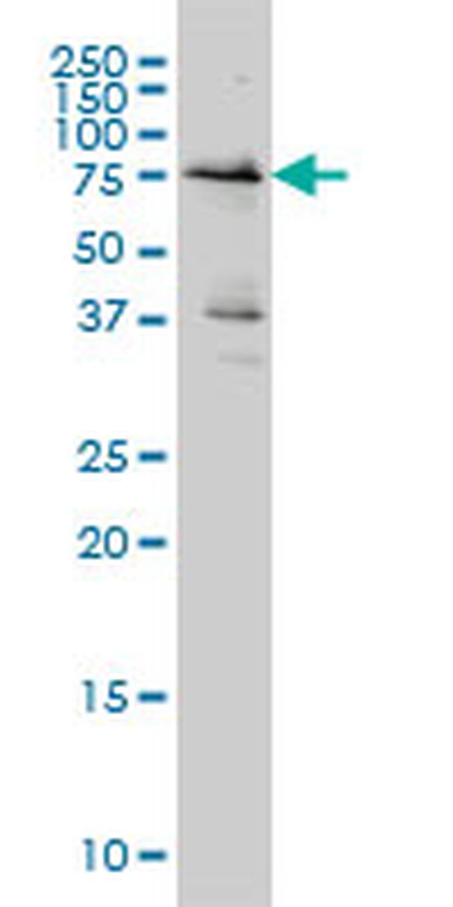 WEE1 Antibody in Western Blot (WB)